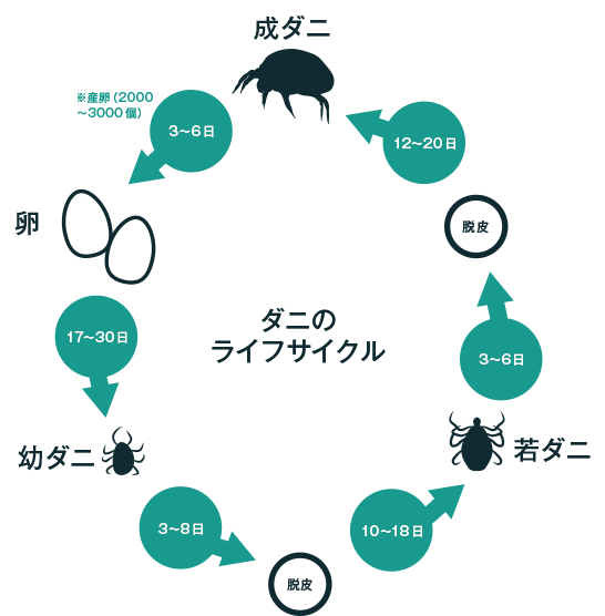 ダニのライフスタイル