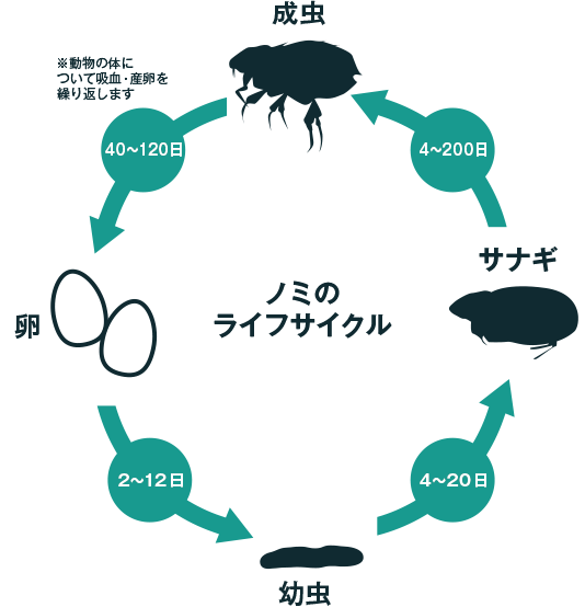 ノミのライフスタイル